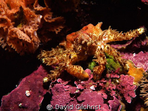 Small, well Camouflaged crab, Queen Charlotte Islands, Ca... by David Gilchrist 